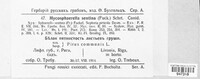 Mycosphaerella pyri image